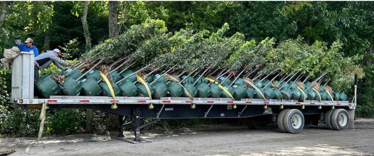 Arbres en contenants chargés sur une remorque pour la livraison