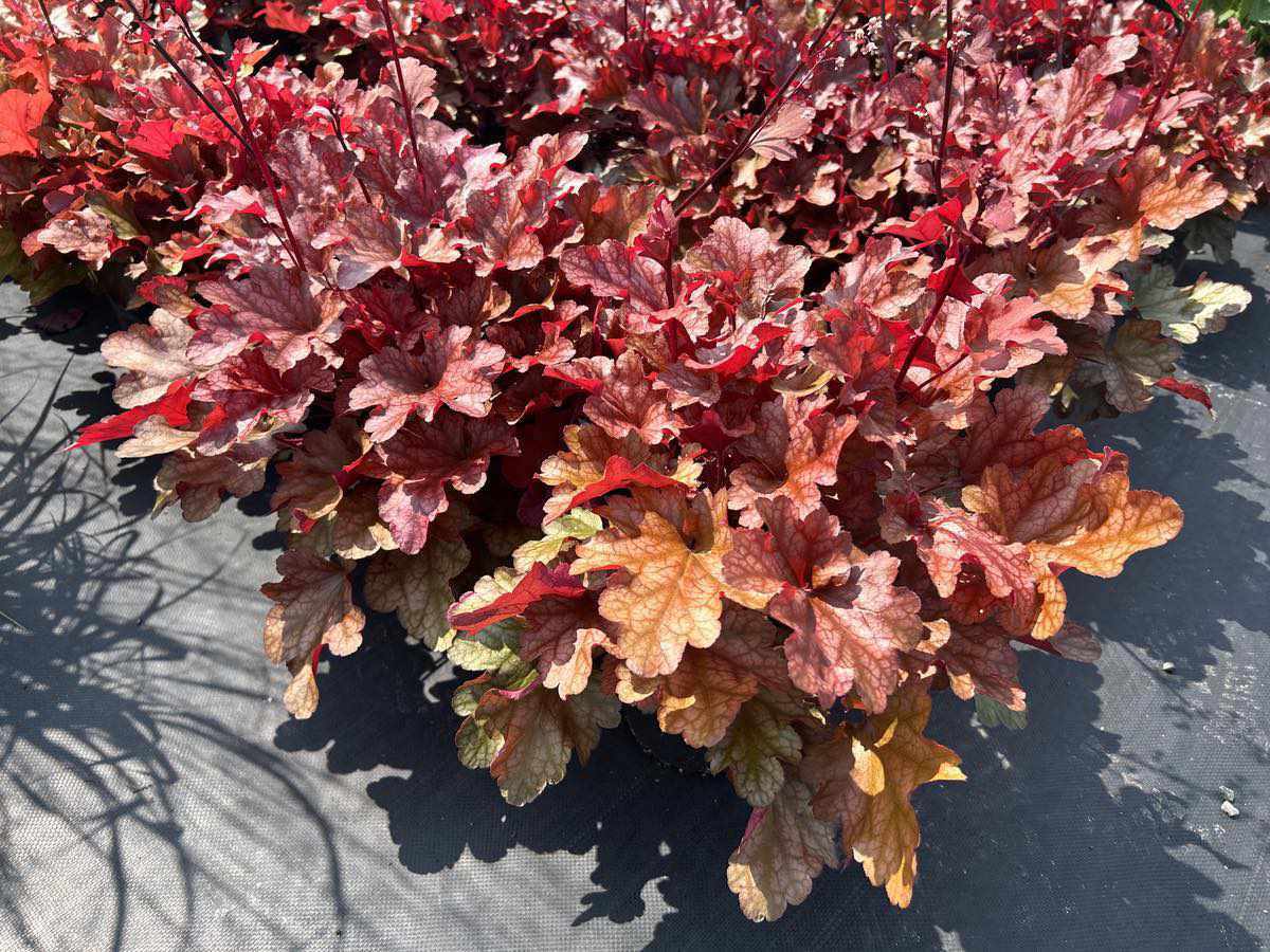 Production professionnelle de vivaces au feuillage coloré