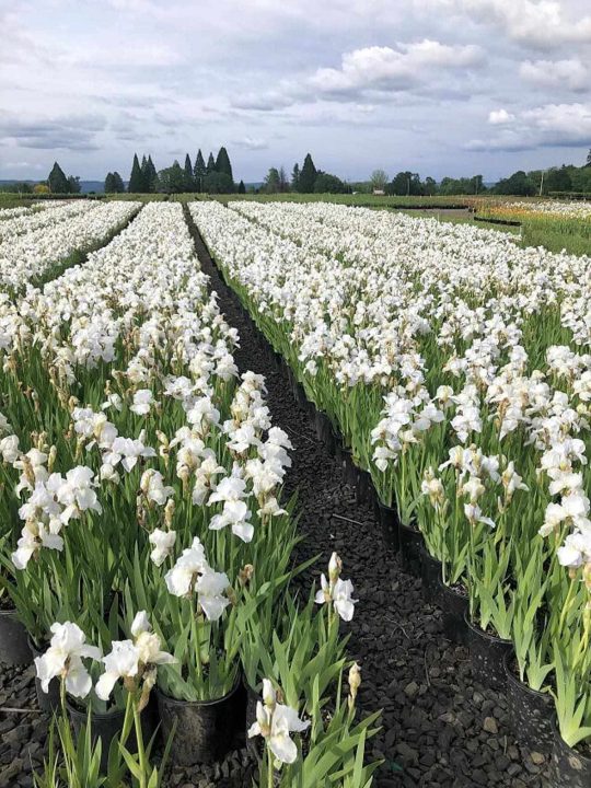 Iris germanica Immortality blancs en fleurs
