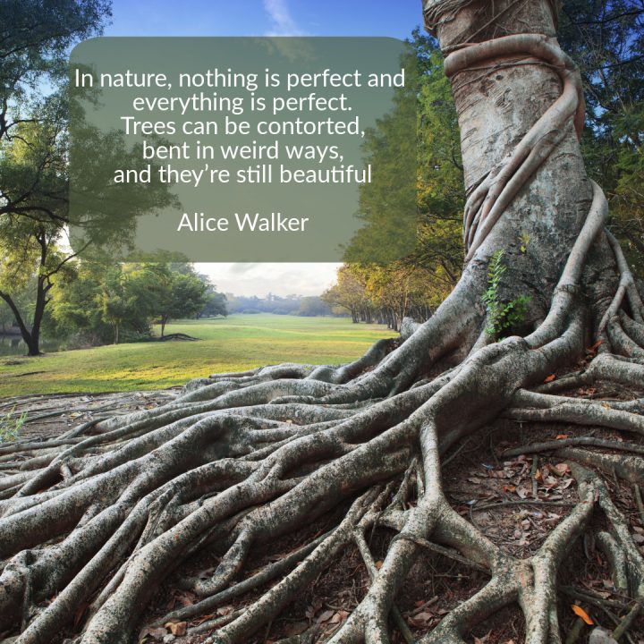 Alice Walker quote about the beauty of nature beside a tree with exposed roots